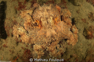 camouflage by Mathieu Foulquié 